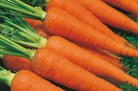 CARROT