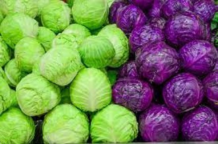 CABBAGE