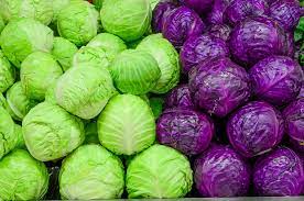 CABBAGE
